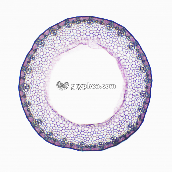 Tige de Graminée (chaume) x7 - gryphea.com